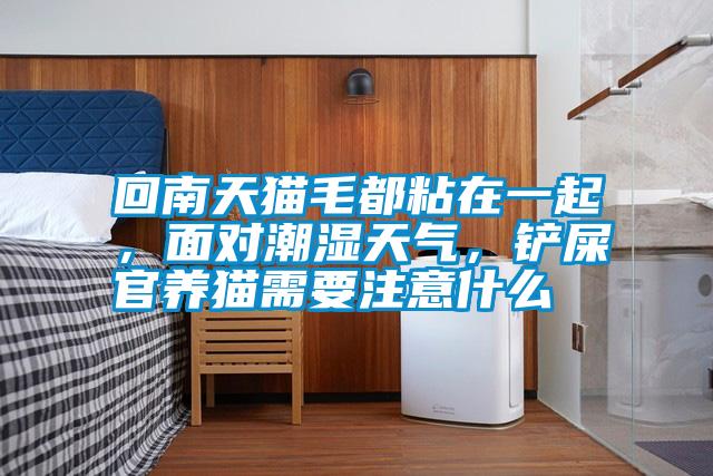 回南天貓毛都粘在一起，面對(duì)潮濕天氣，鏟屎官養(yǎng)貓需要注意什么