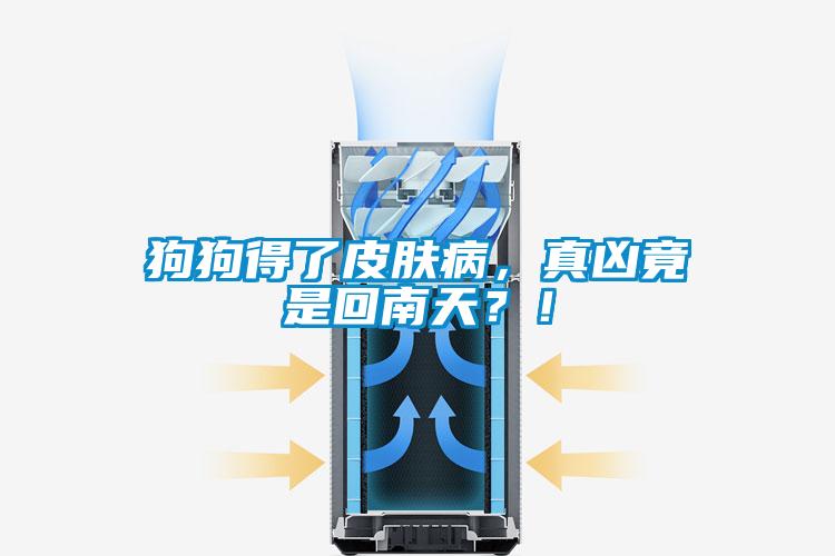 狗狗得了皮膚病，真兇竟是回南天？！