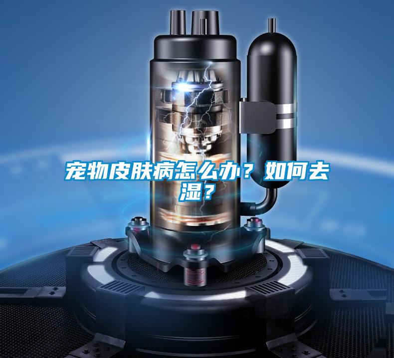 寵物皮膚病怎么辦？如何去濕？
