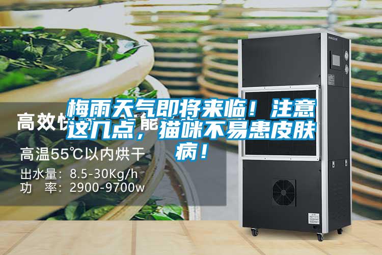 梅雨天氣即將來臨！注意這幾點，貓咪不易患皮膚病！