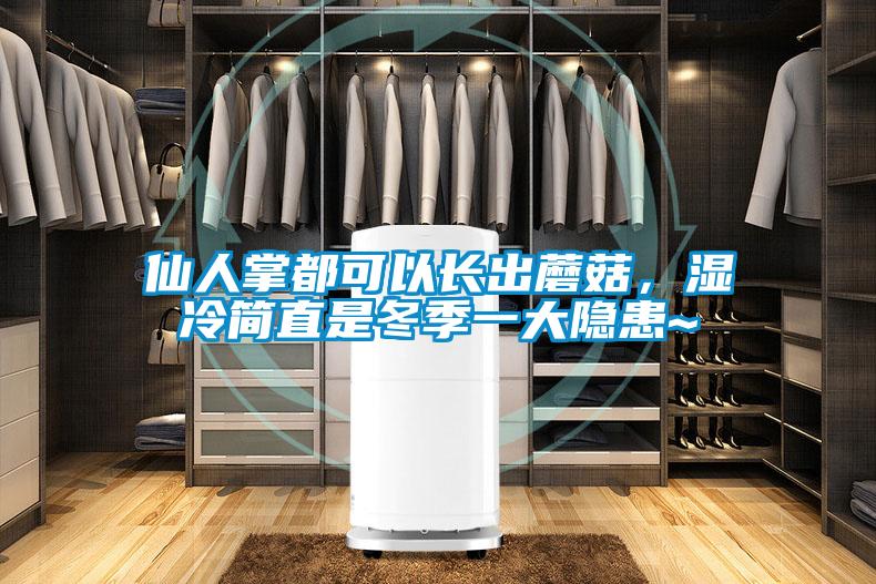 仙人掌都可以長出蘑菇，濕冷簡直是冬季一大隱患~