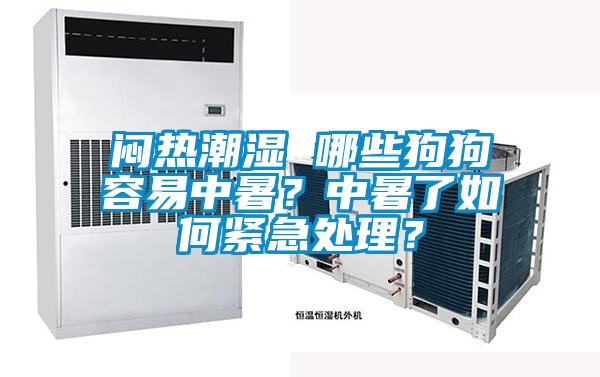 悶熱潮濕 哪些狗狗容易中暑？中暑了如何緊急處理？