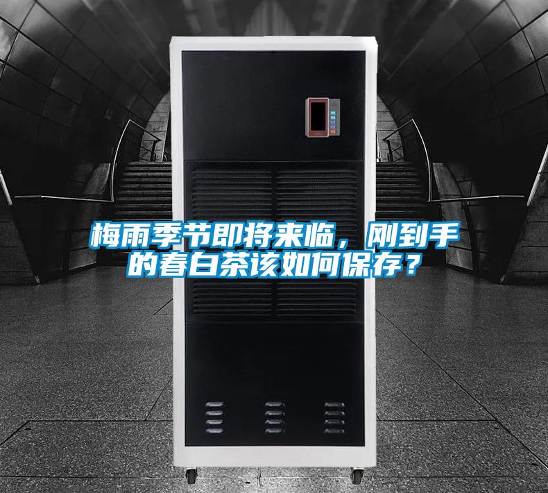 梅雨季節(jié)即將來臨，剛到手的春白茶該如何保存？