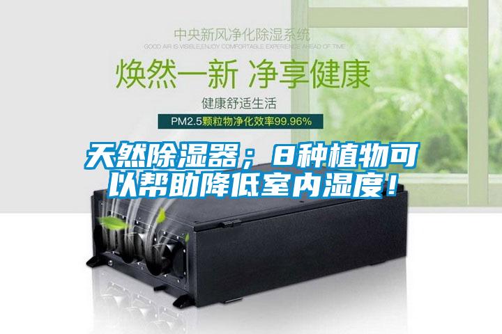 天然除濕器；8種植物可以幫助降低室內(nèi)濕度！