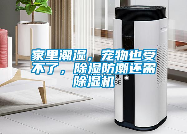 家里潮濕，寵物也受不了，除濕防潮還需除濕機