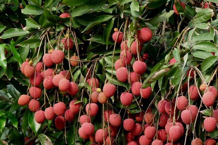如何選擇荔枝烘干機(jī)改善荔枝干果？ 荔枝烘干機(jī)